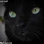 Candelario Harber Profile Picture