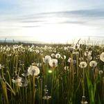 Blake Klocko Profile Picture