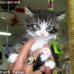 Adrian Emmerich Profile Picture