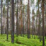 Weldon Marvin Profile Picture