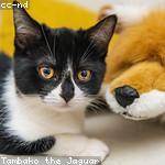 Clarabelle Toy Profile Picture