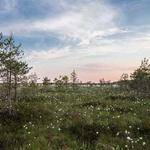 Verner Leffler Profile Picture