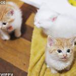 Trevor Sawayn Profile Picture