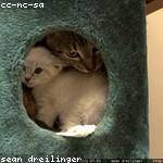 Alvah Windler Profile Picture