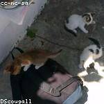 Lillie Hermiston Profile Picture