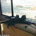 Betty Schimmel Profile Picture