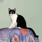 Pedro Heidenreich Profile Picture