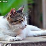 Adelia Toy Profile Picture