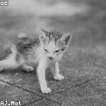 Loraine Gleichner Profile Picture