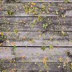 Joanne Rowe Profile Picture