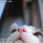 Rachael Kertzmann Profile Picture