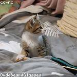 Antonietta Brakus Profile Picture