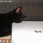 Helga Dickens Profile Picture