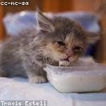 Henriette Kling Profile Picture