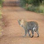 Abbie Johnston Profile Picture