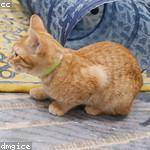 Kayley Heaney Profile Picture