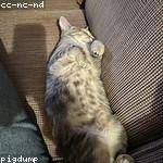 Gideon Emard Profile Picture