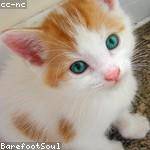 Dane Howe Profile Picture