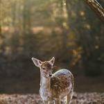 Viola Jakubowski Profile Picture