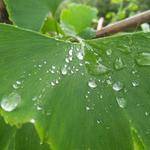 Whitney Brekke Profile Picture