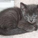 Scotty Armstrong Profile Picture