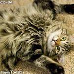 Aida Torp Profile Picture