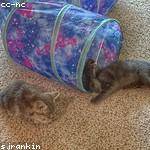 Clay Waelchi Profile Picture