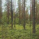 Forest Stanton Profile Picture