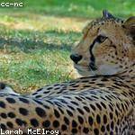 Ayana Sipes Profile Picture