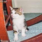 Horace Cassin Profile Picture