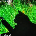 Alf Williamson Profile Picture