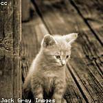 Sadye Schamberger Profile Picture