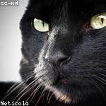 Afton Satterfield Profile Picture