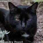 Mortimer Feest Profile Picture