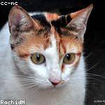 Corrine Rath Profile Picture