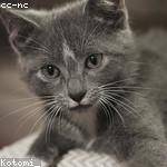 Baby Hermann Profile Picture