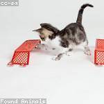 Will Flatley Profile Picture