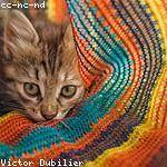 Carey Shields Profile Picture