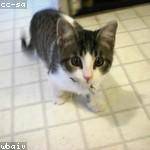 Gaetano Volkman Profile Picture