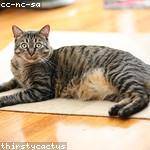 Earlene Stracke Profile Picture