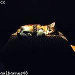 Ben Hills Profile Picture