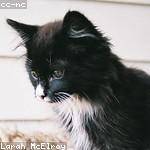 Francisca Altenwerth Profile Picture