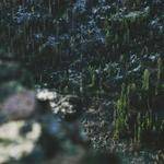 Leonard Gusikowski Profile Picture