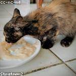 Antonietta Dach Profile Picture