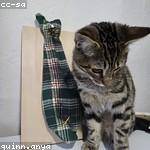 Alfonso Swift Profile Picture