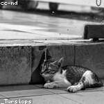 Jared Mertz Profile Picture