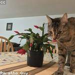 Gino Hintz Profile Picture