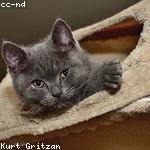 Sage Dickens Profile Picture