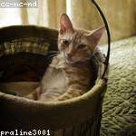 Monty Pollich Profile Picture