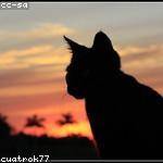 Dulce Schmitt Profile Picture